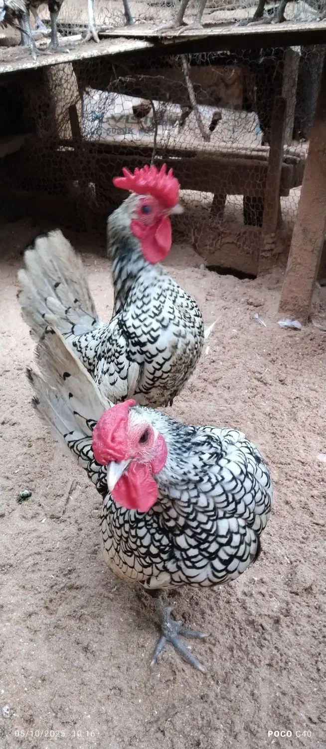 تخم مرغ تازه سیبرایت نطفه دار|حیوانات مزرعه|بندر انزلی, پیل علی باغ|دیوار