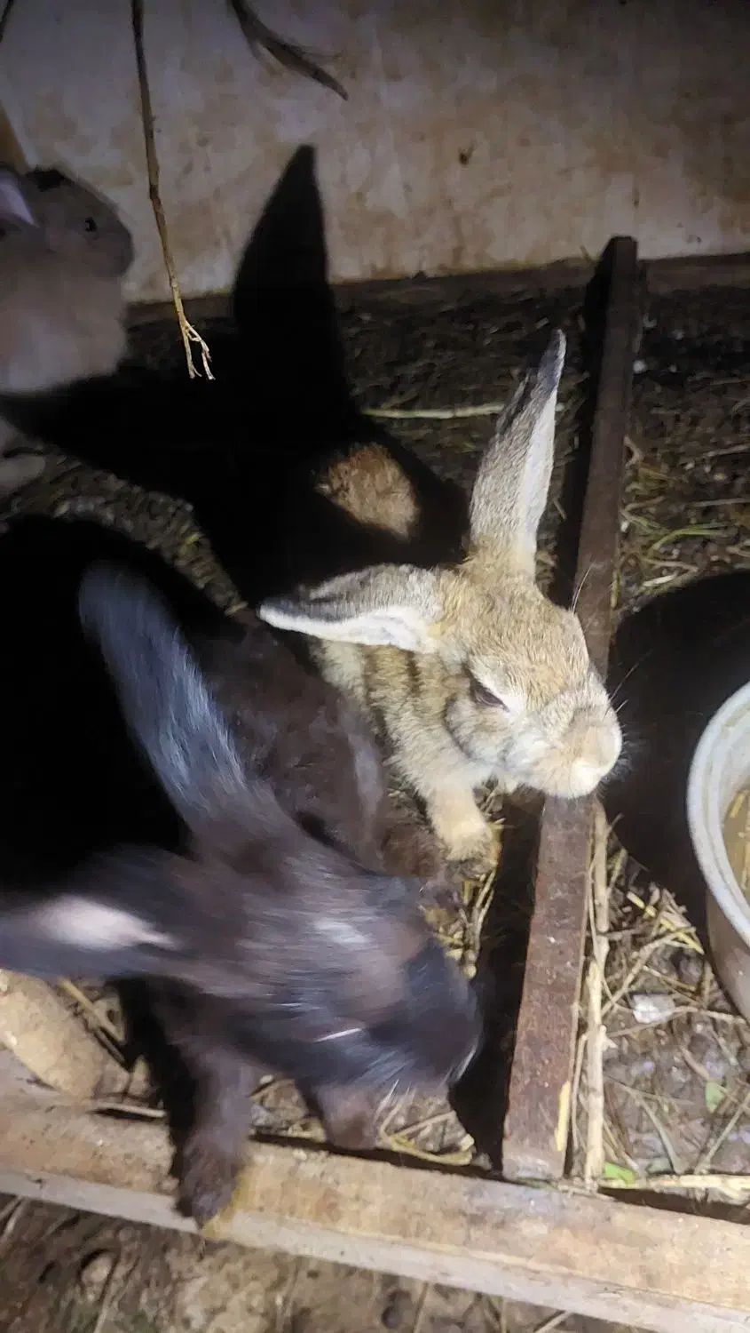 خرگوش بالق|موش و خرگوش|رشت, شهرک صبا|دیوار