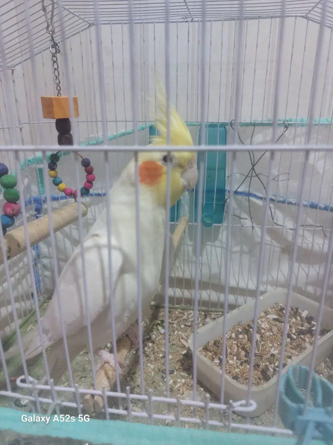 فروش عروس هلندی|پرنده|دوگنبدان, |دیوار