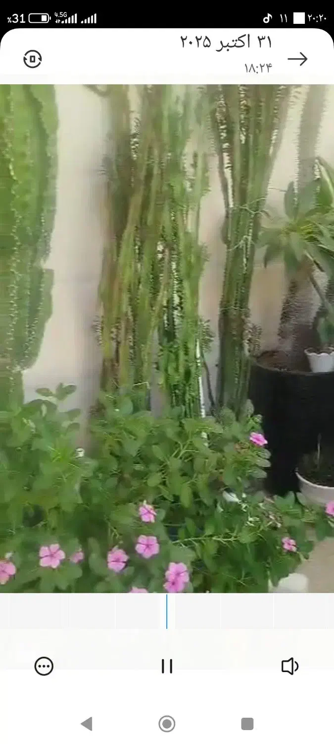 گل و گیاه|گل و گیاه طبیعی|کازرون, |دیوار