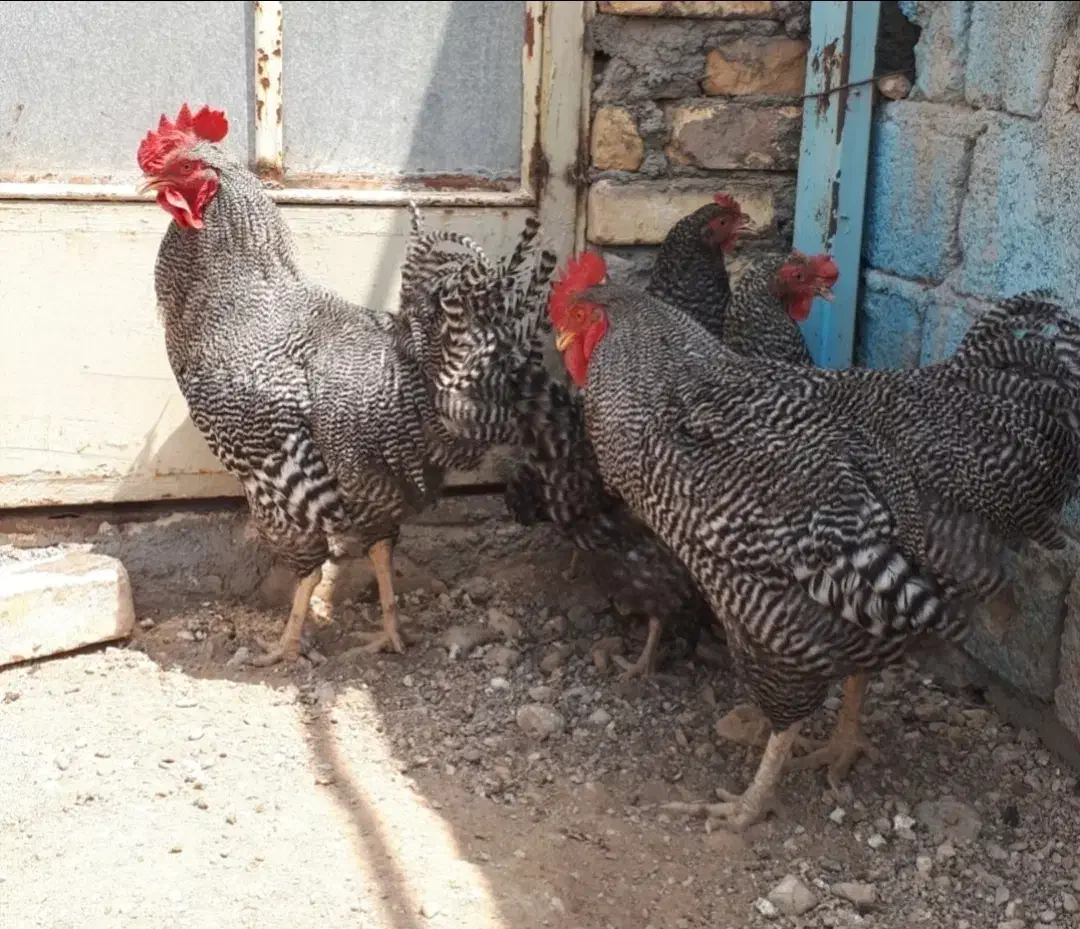 تخم نطفه دار نژاد پلیموت راک آمریکایی|حیوانات مزرعه|لنجان, |دیوار