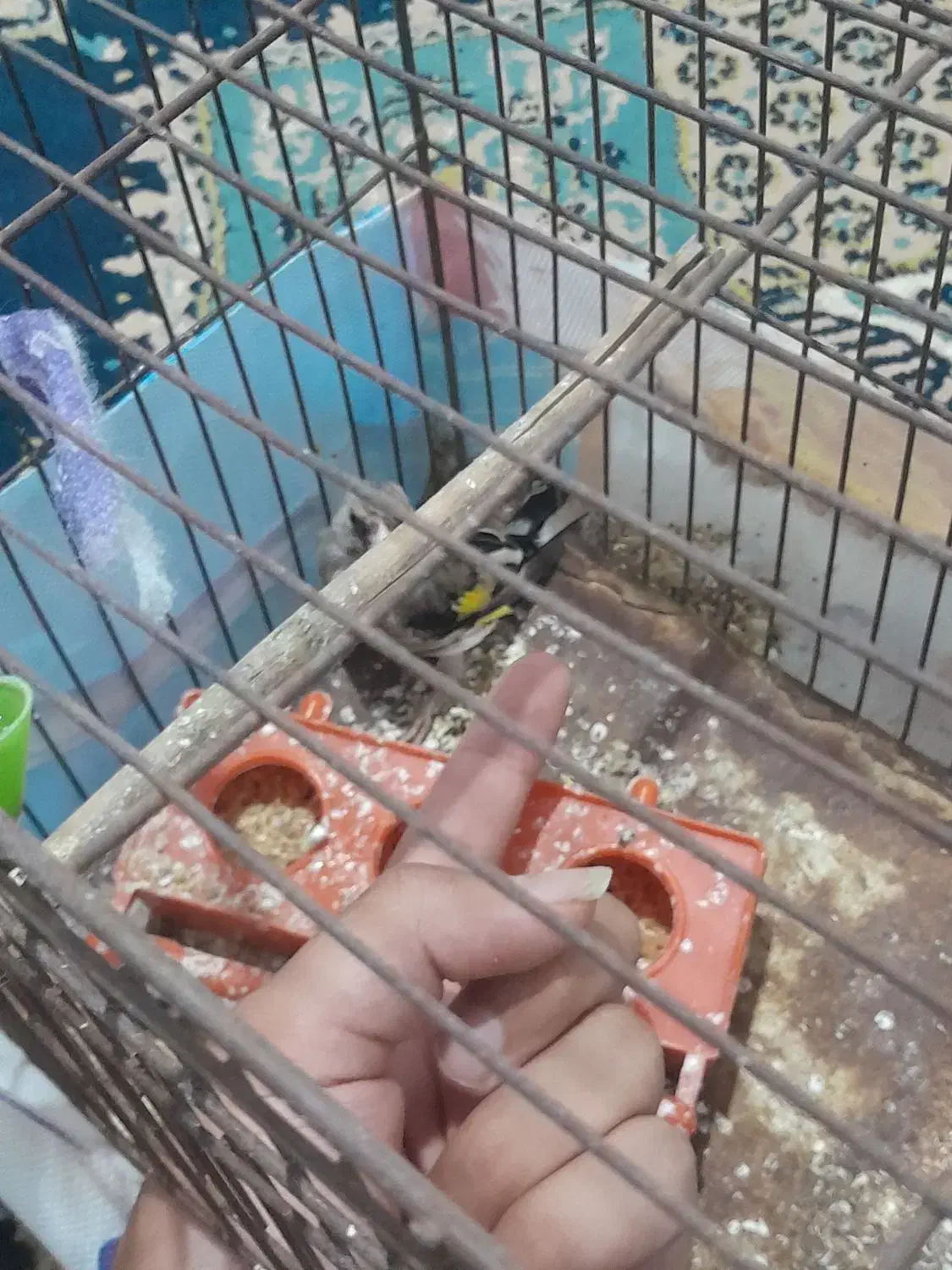 سهره دهبکری|پرنده|جیرفت, |دیوار