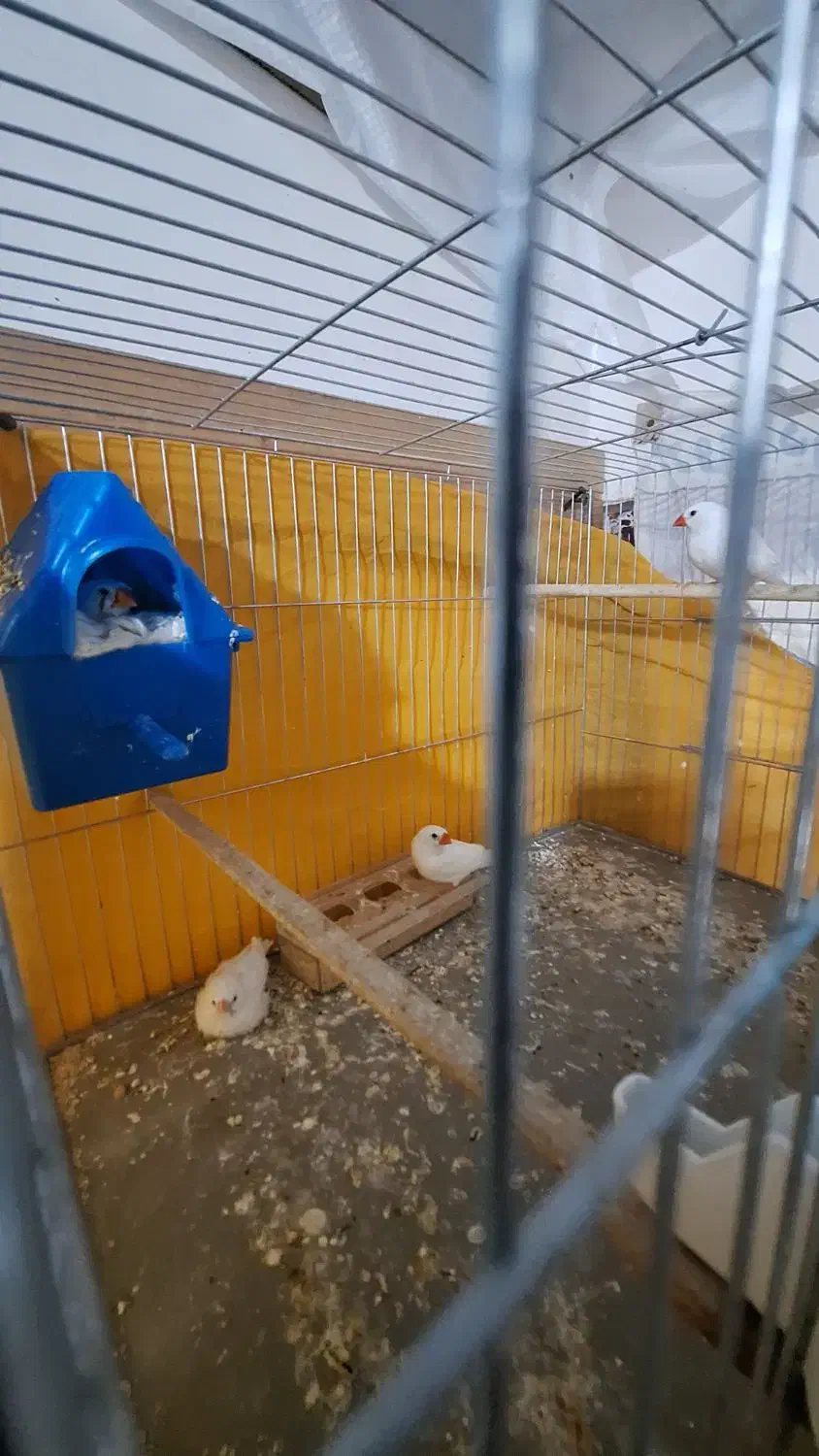 فنچ سانان|پرنده|رشت, کوی مهر|دیوار