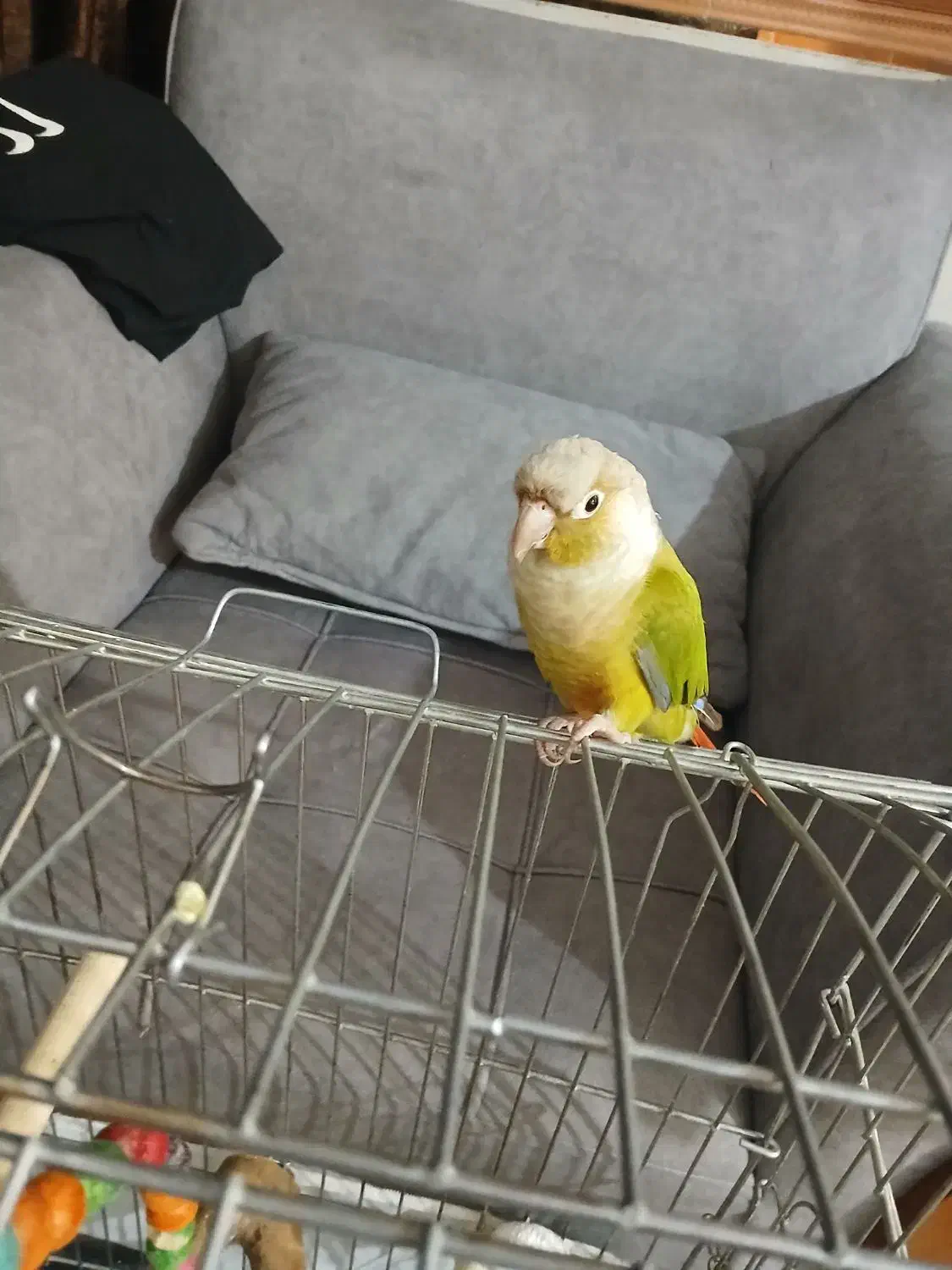 گرینچیک آناناسی|پرنده|ابهر, |دیوار