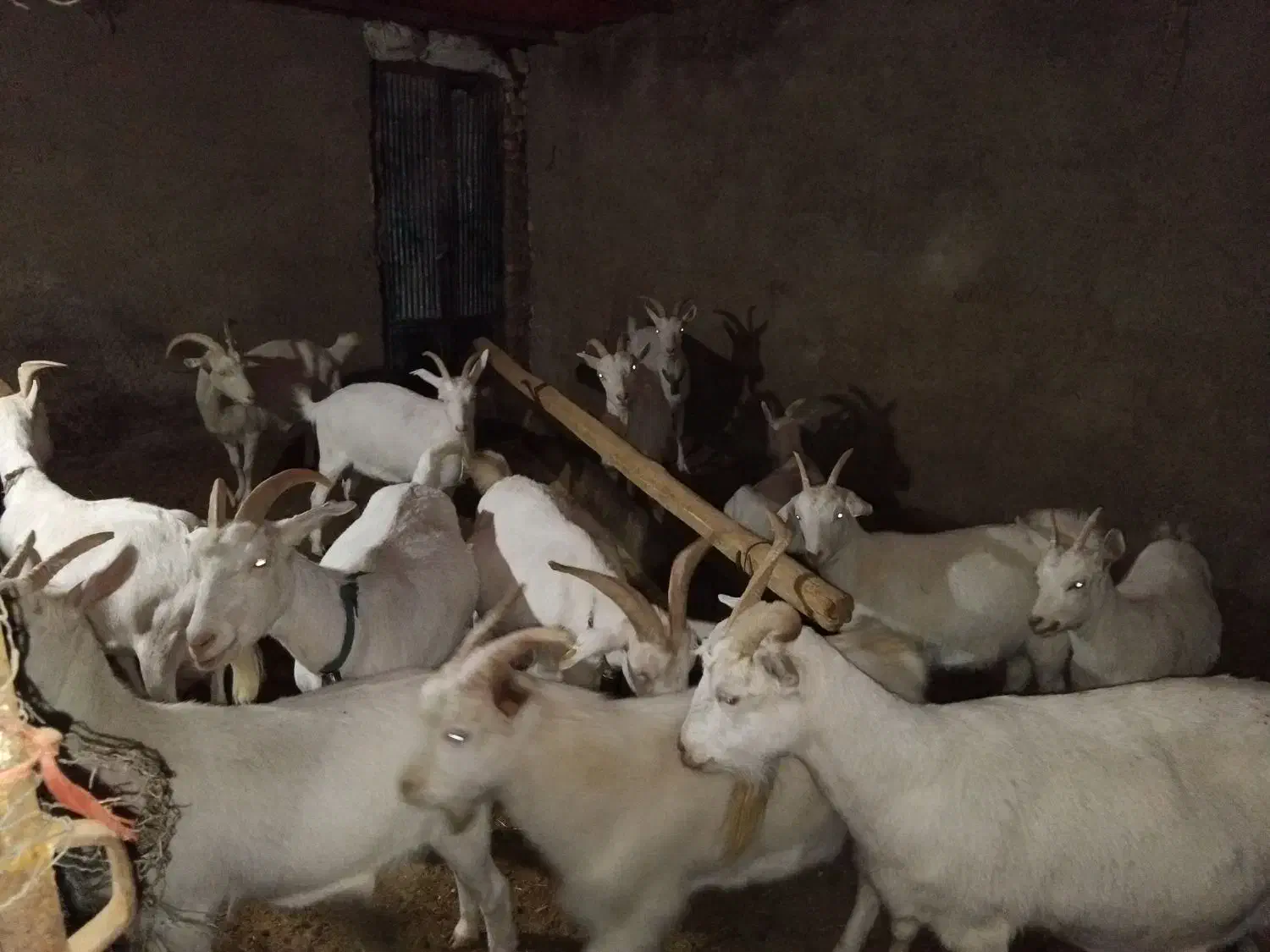 بز سانن|حیوانات مزرعه|عسگران, |دیوار