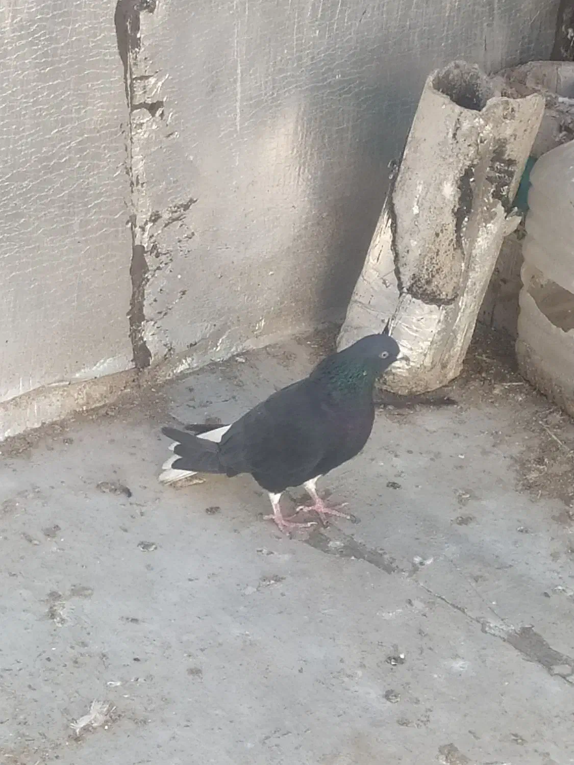 کبوتر|پرنده|همدان, |دیوار