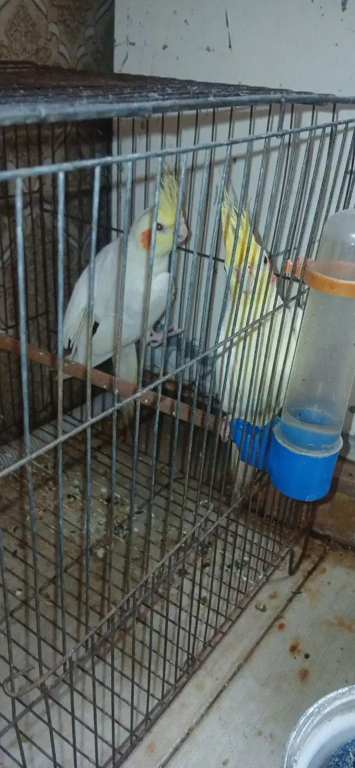 شادگان|پرنده|شادگان, |دیوار