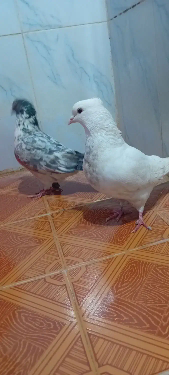 سفید کاکلی|پرنده|دورود, |دیوار