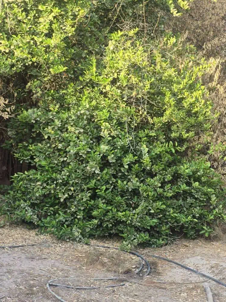 فروش دامداری در مجتمع دامداری بردغان بندرلنگه|فروش دفتر صنعتی، کشاورزی، تجاری|بندرلنگه, |دیوار