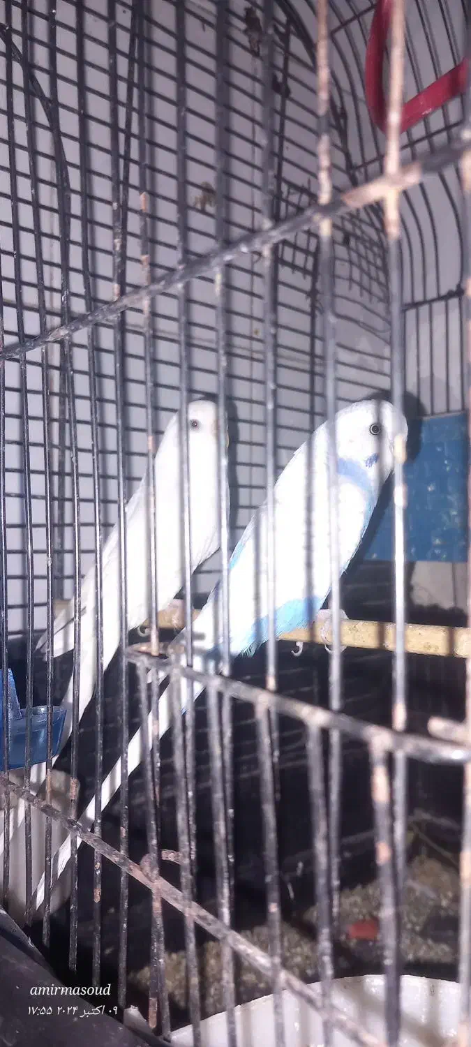 فروش 2جفت مرغ عشق|پرنده|کهنوج, |دیوار