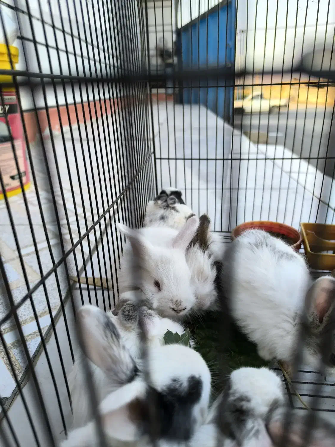 خرگوش|موش و خرگوش|شوشتر, |دیوار