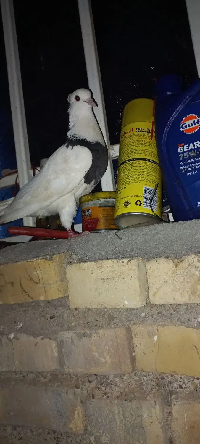 کبوتر رنگی|پرنده|سوسنگرد, |دیوار