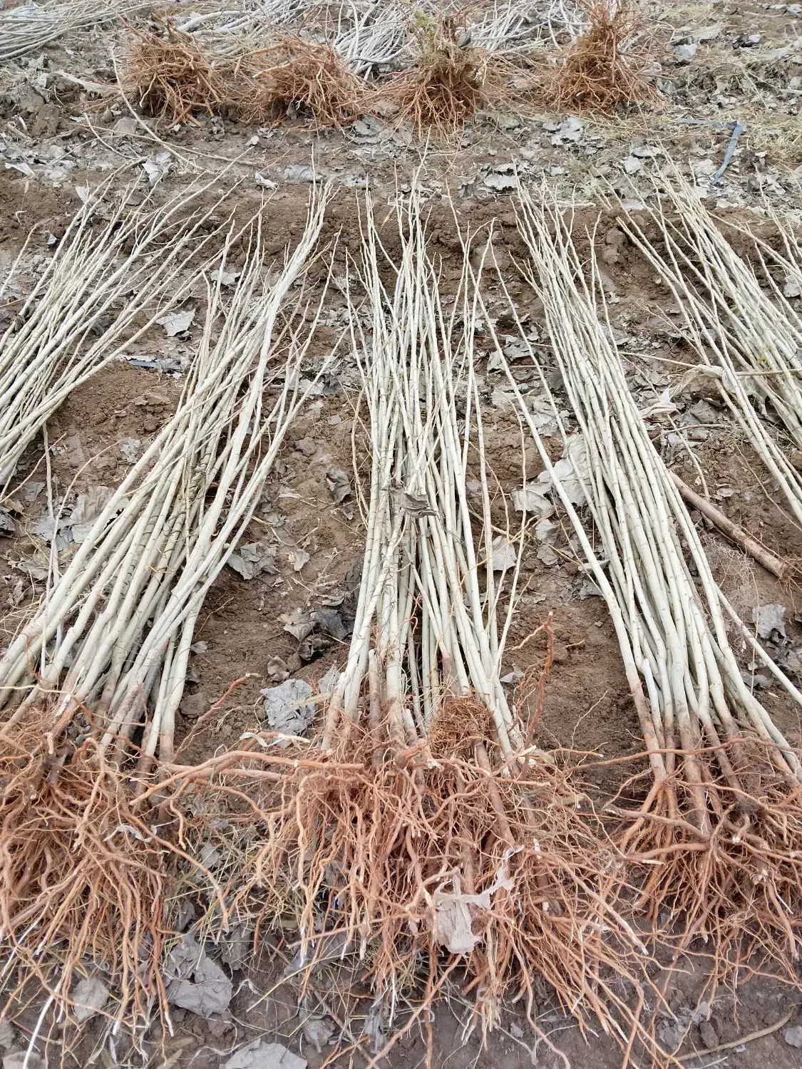 درخت سنوبر نقرا ترکیه وایتالیایی ،شلی ردگل وشلی|گل و گیاه طبیعی|قشلاق دشت, |دیوار