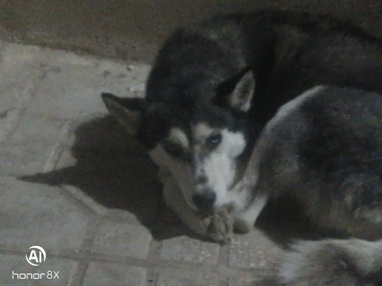 سگ هاسکی|سگ|مشهد, ویلاشهر|دیوار