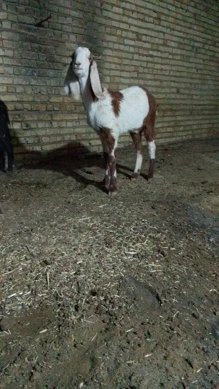 یه بز جوان ابستن و دو بزغاله|حیوانات مزرعه|تربت جام, شهرک آزادگان|دیوار