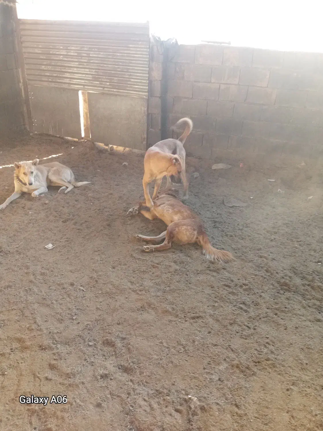 واگذاری سه غلاده سگ|سگ|شاهرود, |دیوار