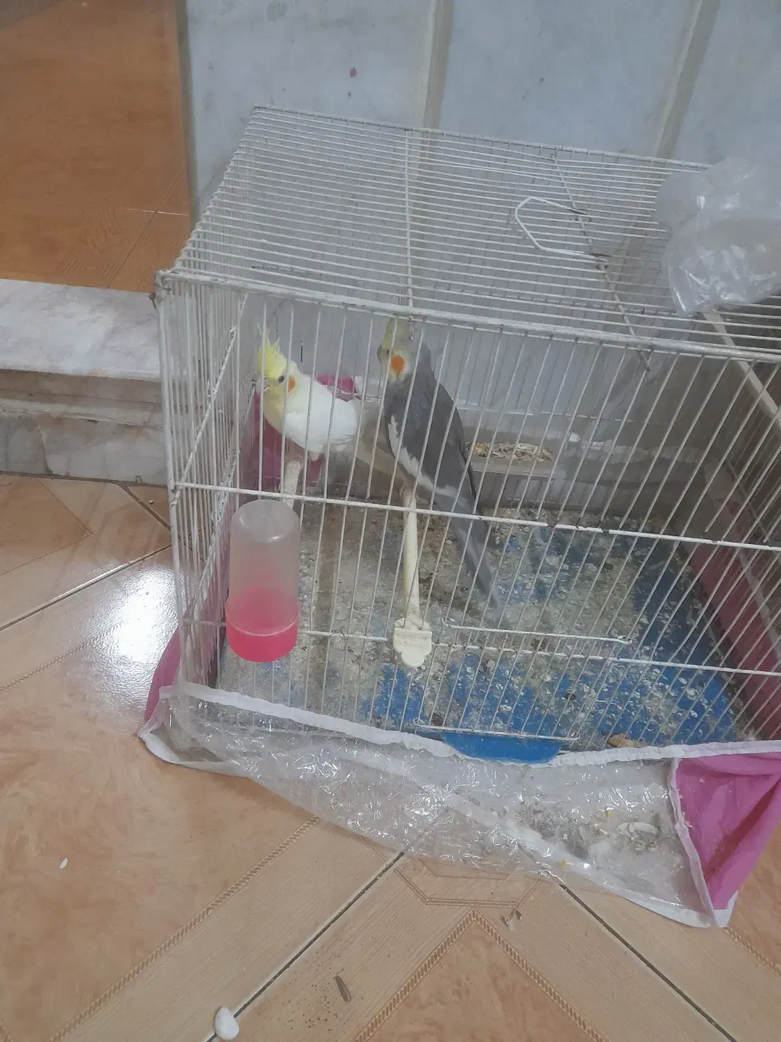 یک جفت عروس هلندی بشرط تخم جوجه معاوضه با کفتر|پرنده|مشهد, نوید|دیوار