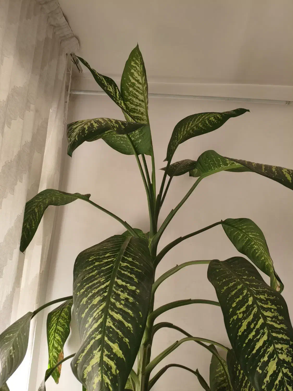 گل دیفن|گل و گیاه طبیعی|الوند, |دیوار