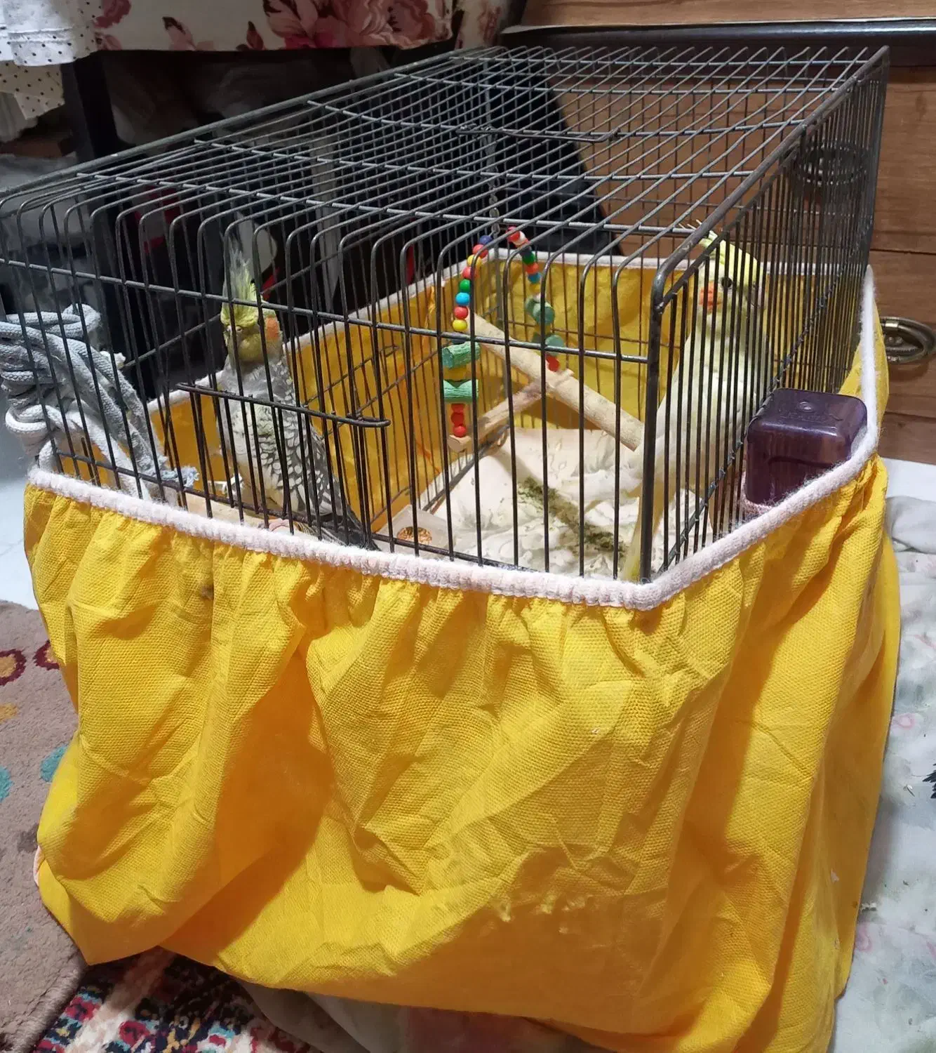 عروس هلندی|پرنده|الوند, |دیوار