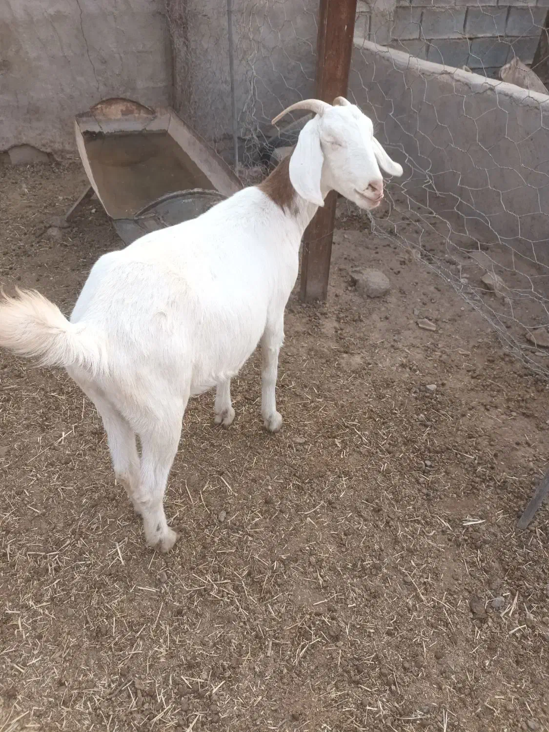 ۲ عدد یک ساله آبستن مایه دار دانه ۱۲تومن|حیوانات مزرعه|تربت جام, کاریز نو سفلی|دیوار