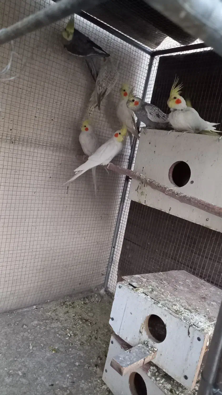 ۹عددعروس هلندی نروماده|پرنده|برخوار, |دیوار