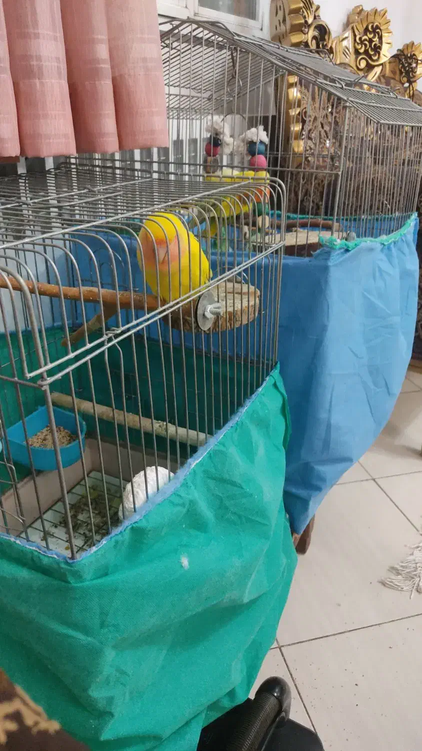 طوطی برزیلی مولد|پرنده|کرمانشاه, |دیوار