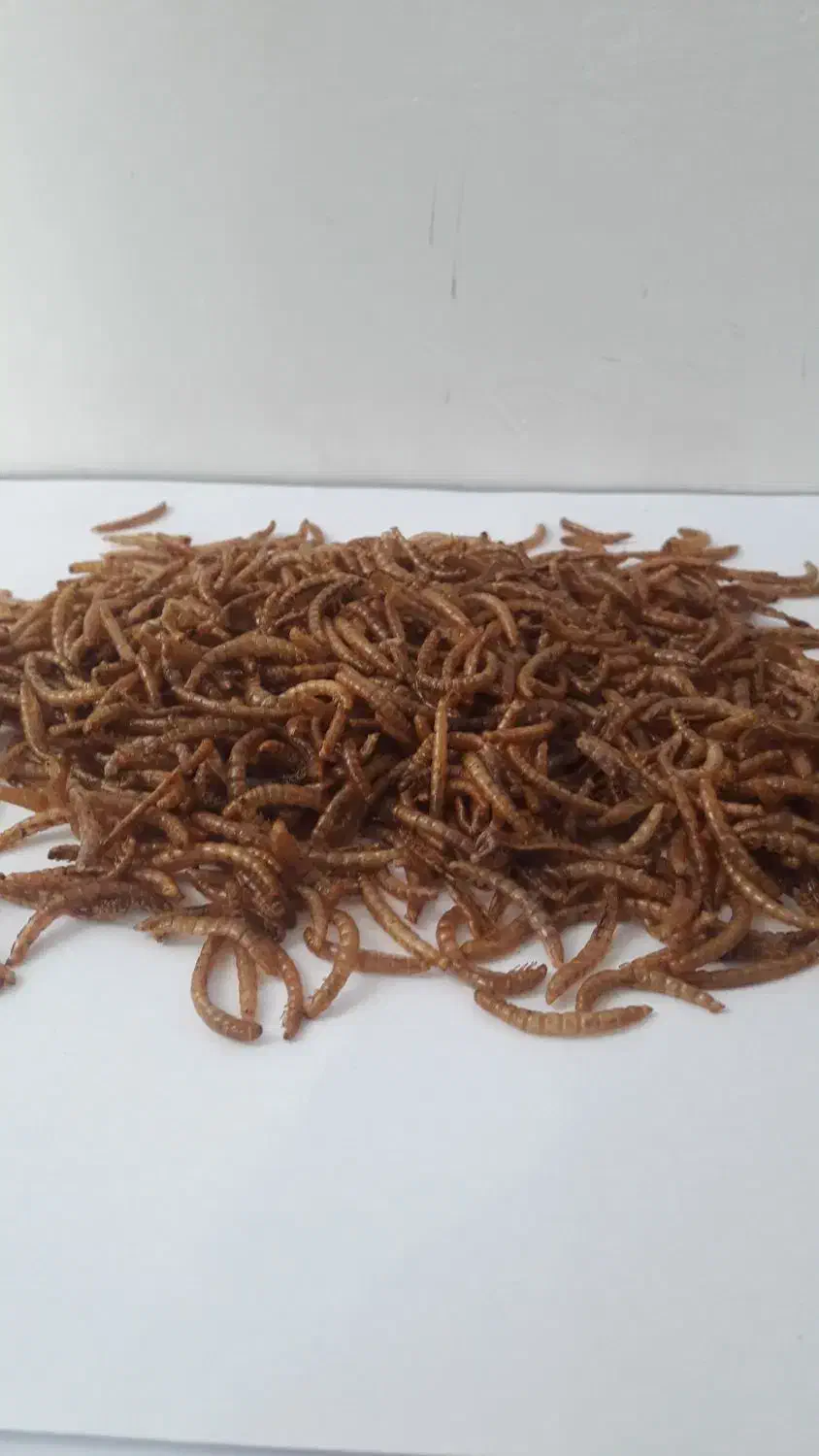 میلورم زنده و خشک|لوازم جانبی حیوانات|خوی, |دیوار