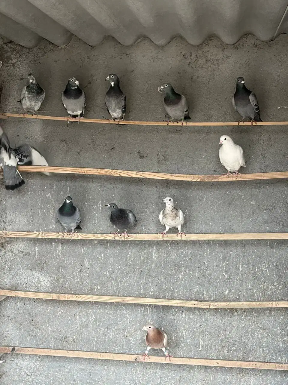 کبوتر پلاکی|پرنده|معصومیه, |دیوار