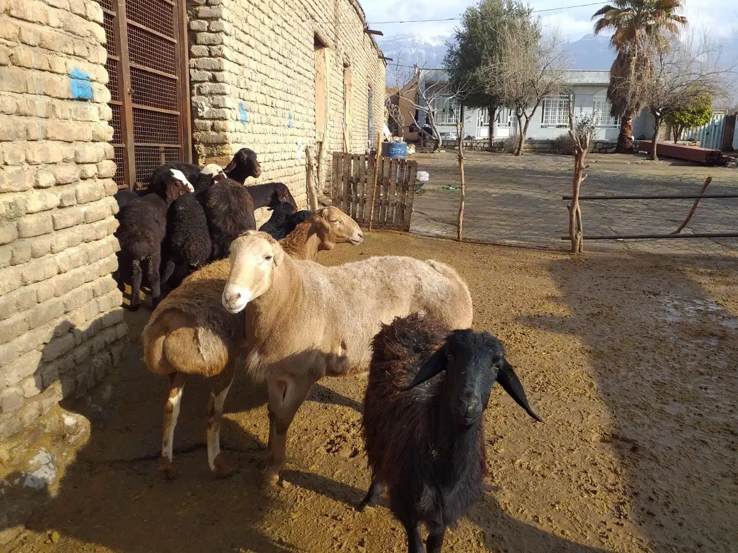 قوچ چینی|حیوانات مزرعه|چگنی, |دیوار