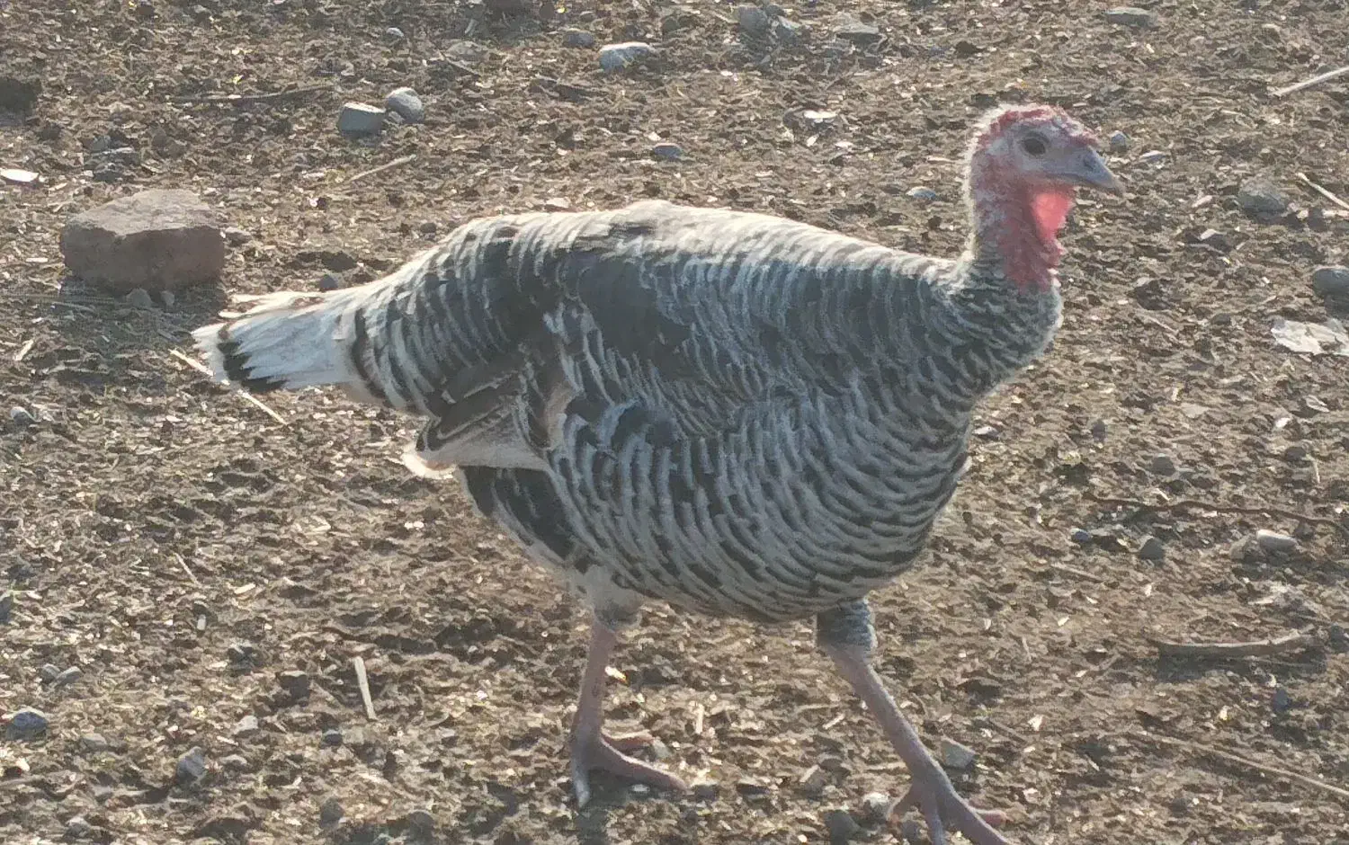 انواع خرگوش و بوقلمون|حیوانات مزرعه|گنبد کاووس, |دیوار