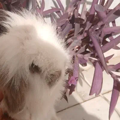 خرگوش لوپ هلندی|موش و خرگوش|شاهرود, |دیوار