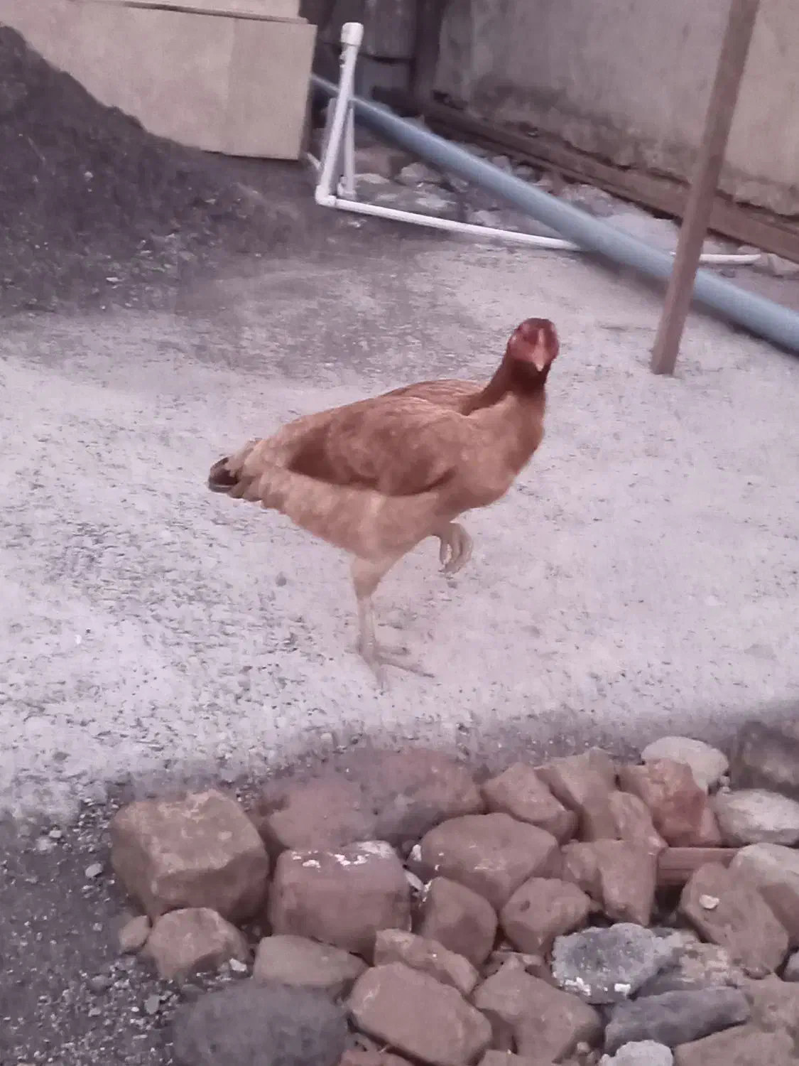 مرغ لاری|حیوانات مزرعه|سیجوال, |دیوار