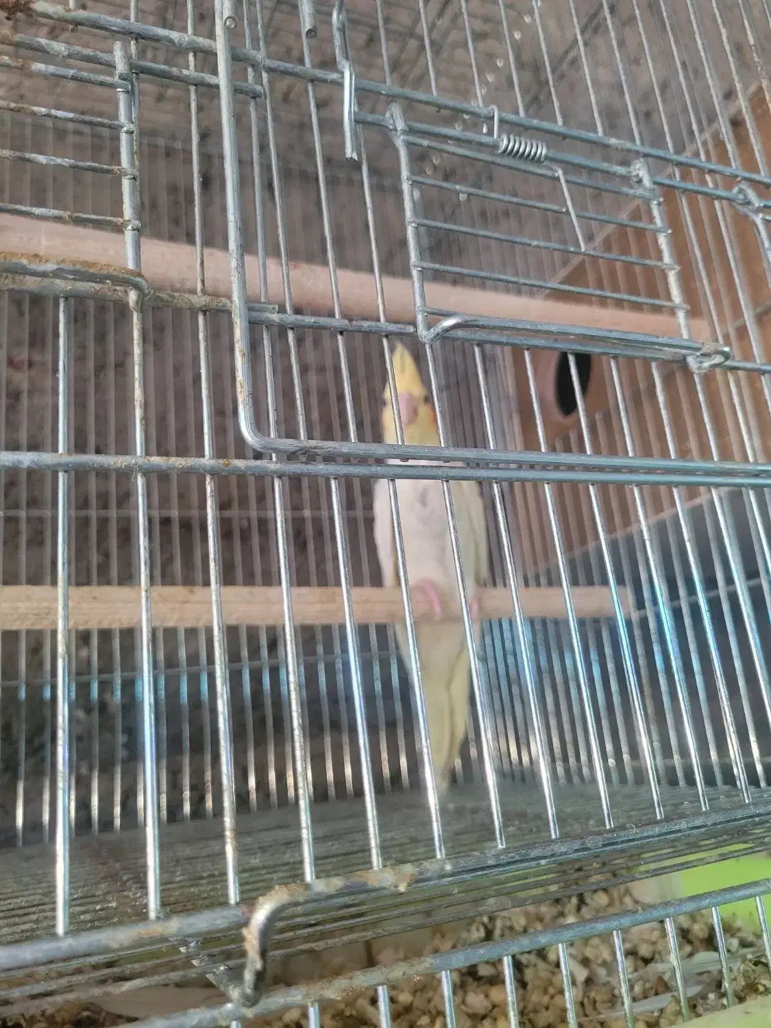 عروس هلندی|پرنده|کوهبنان, |دیوار