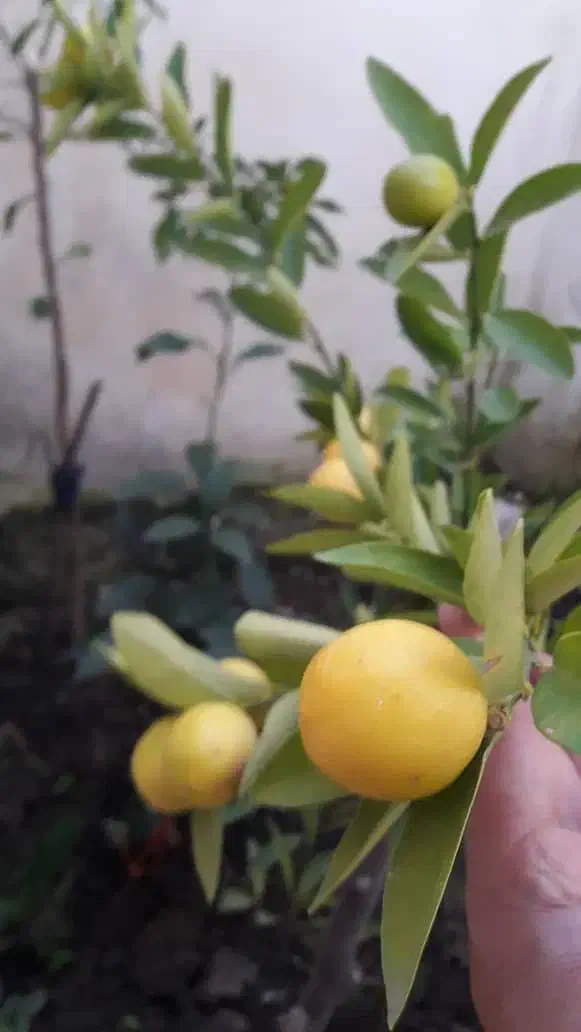 رهن  واحد تک سقف.ورودی جدا.حیاط خلوت پشت باغچه|اجارهٔ آپارتمان|لنگرود, |دیوار