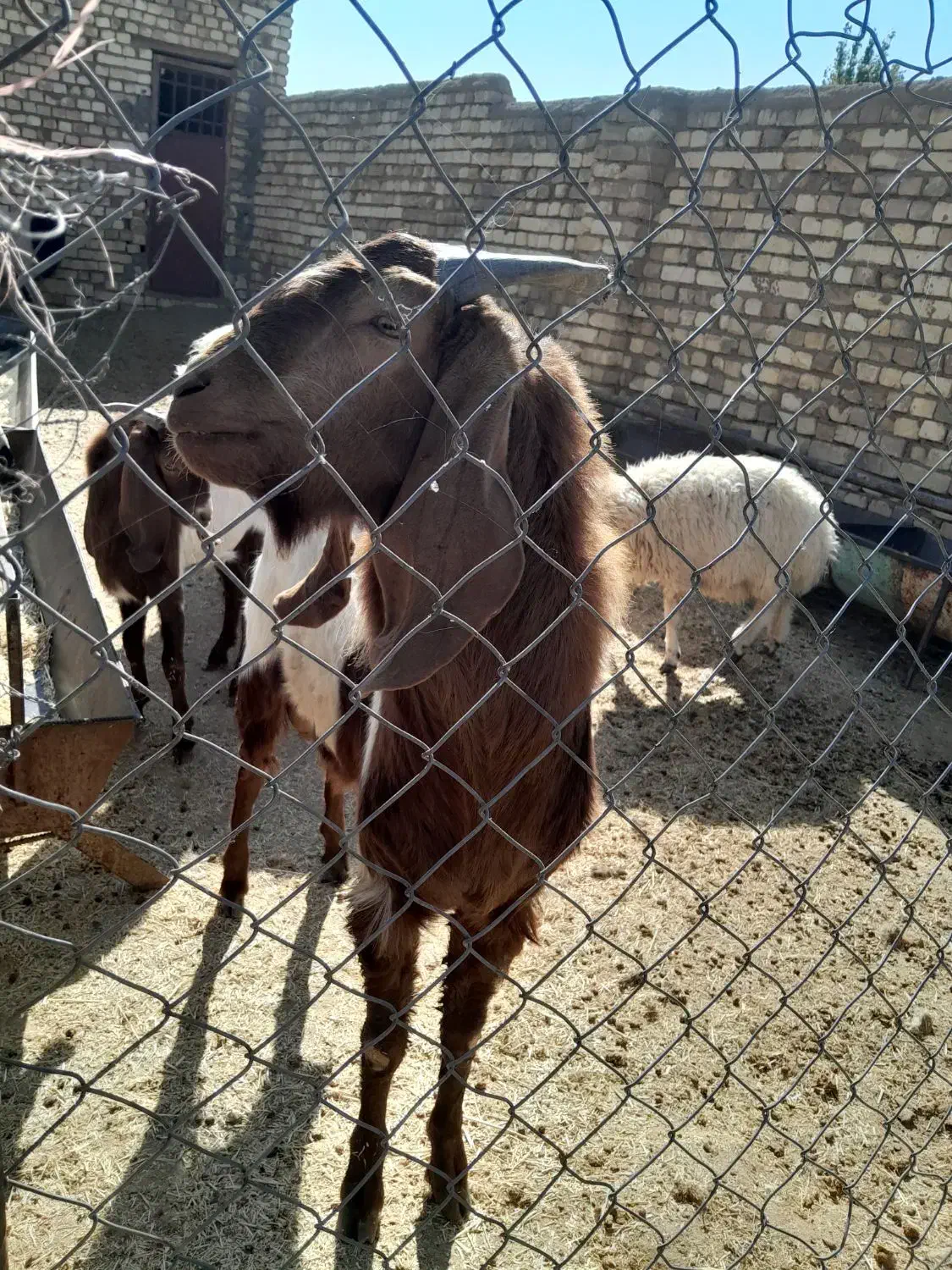 دوبر|حیوانات مزرعه|میمه, |دیوار