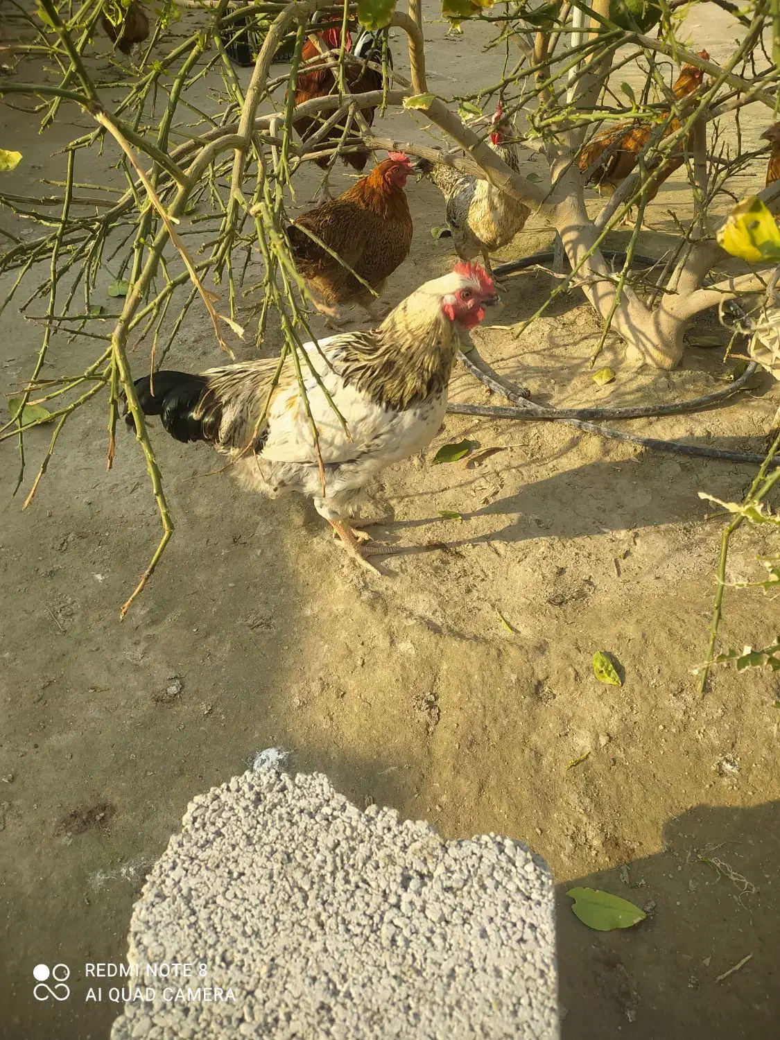 خروس محلی|حیوانات مزرعه|بندرعباس, |دیوار