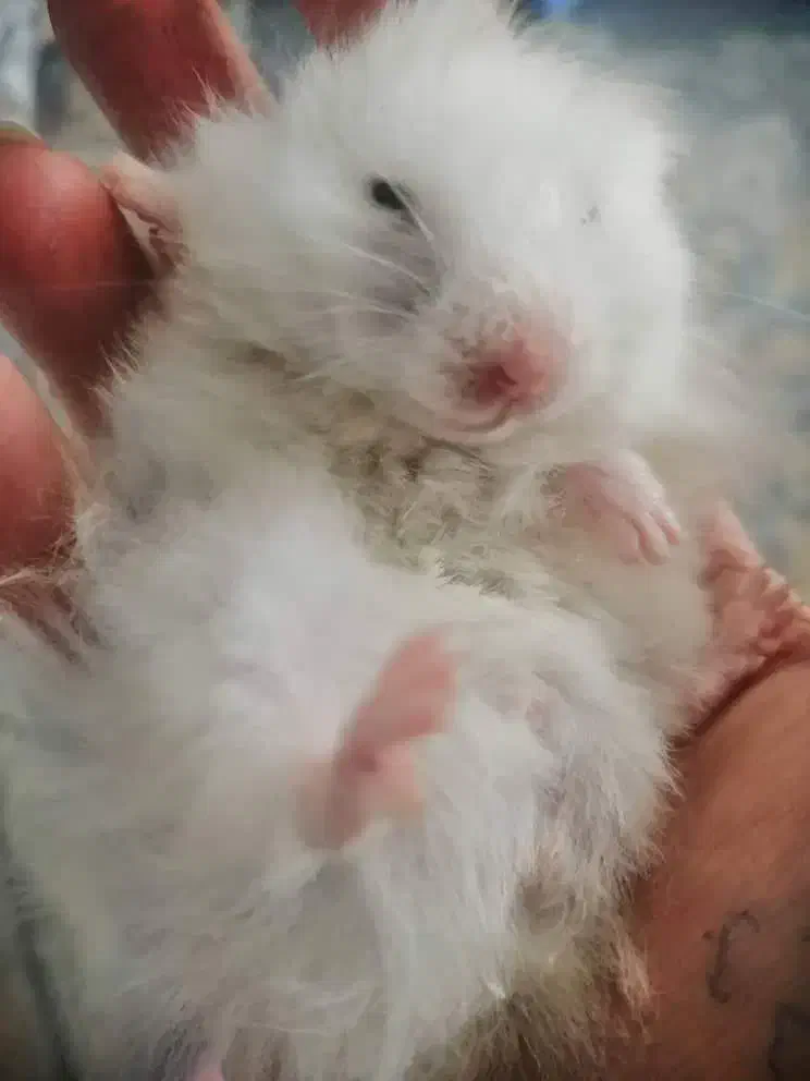 همستر و تمامی وسایل|موش و خرگوش|نجفآباد, گلدشت|دیوار