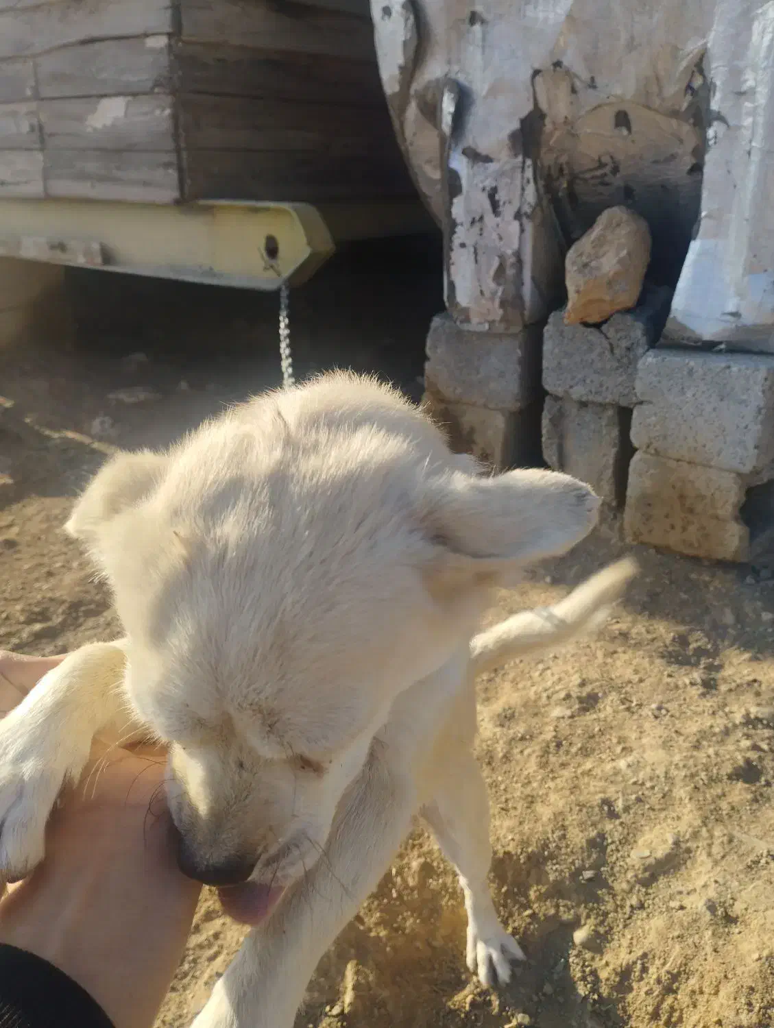 واگذاری سگ پاپی|سگ|باغ بهادران, |دیوار