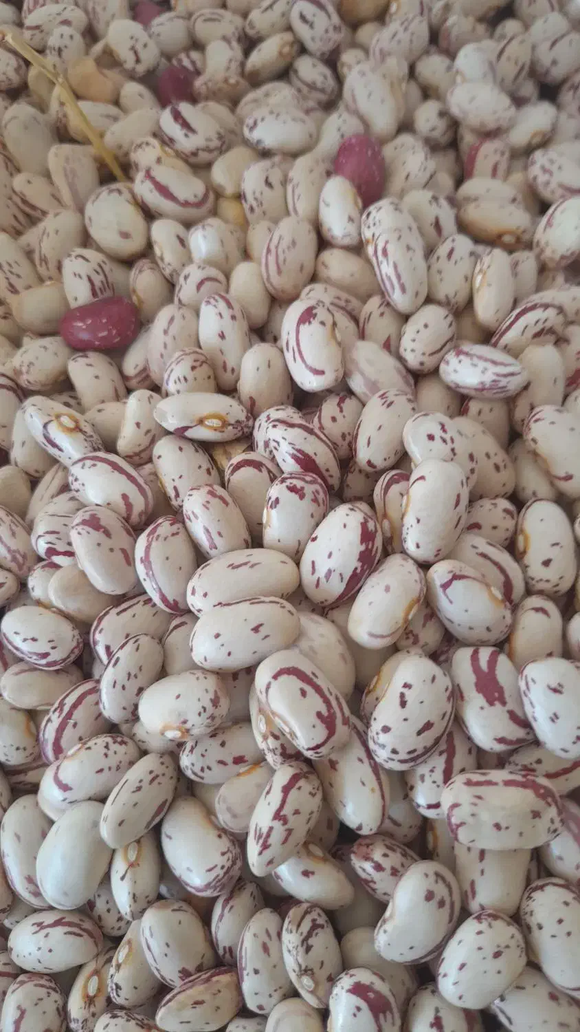 فروش لوبیا چیتی اعلا سرحد یاسوج در نوراباد|خوردنی و آشامیدنی|نورآباد ممسنی, |دیوار