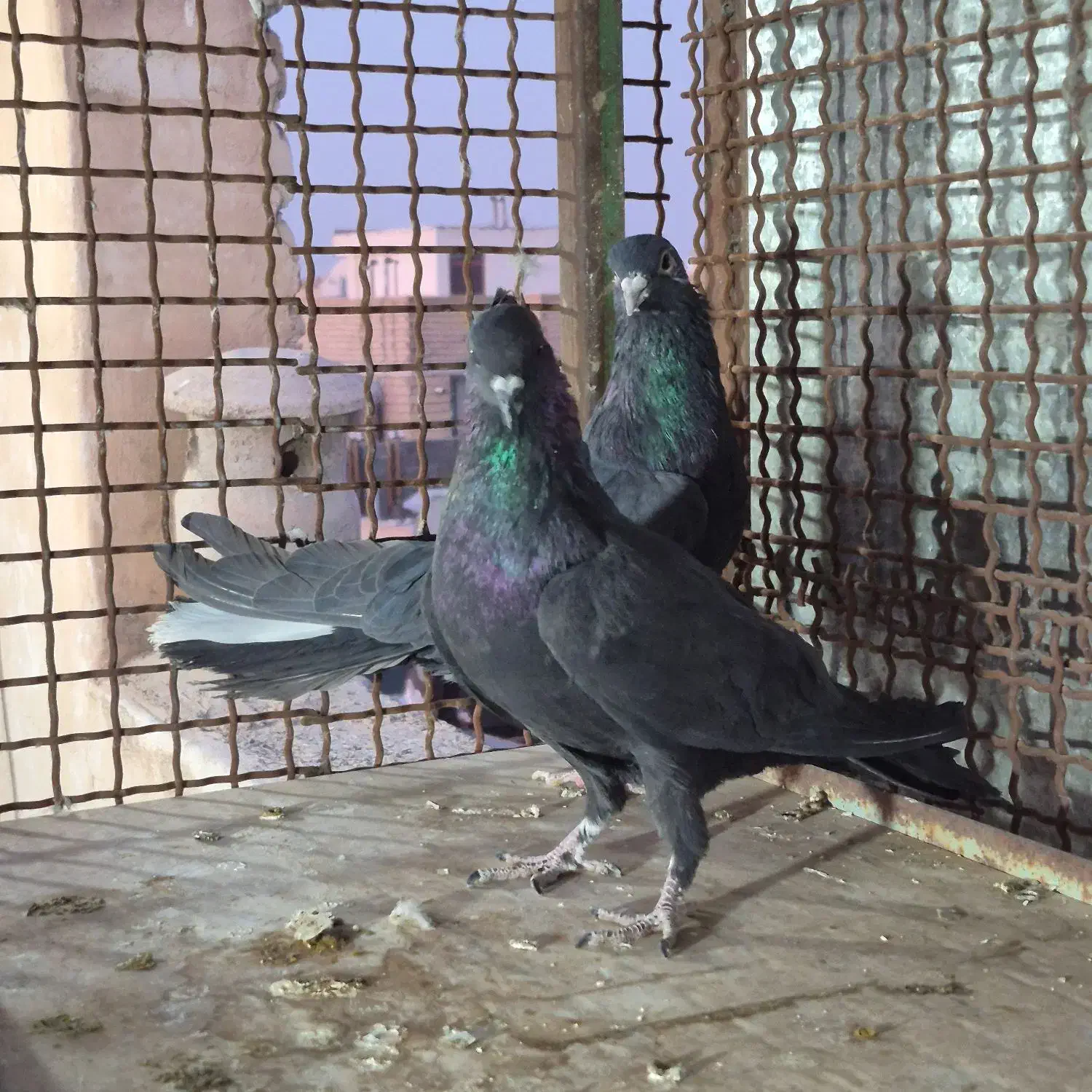 کبوتر دولا دولا|پرنده|خمینی‌شهر, |دیوار