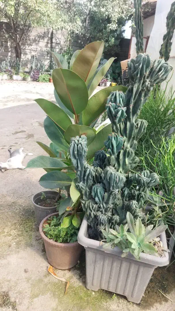 کاکتوس صخره ای|گل و گیاه طبیعی|رودبنه, |دیوار