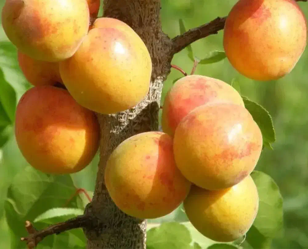 نهال زرد آلو تبرزه|خدمات باغبانی و درختکاری|قزوین, |دیوار