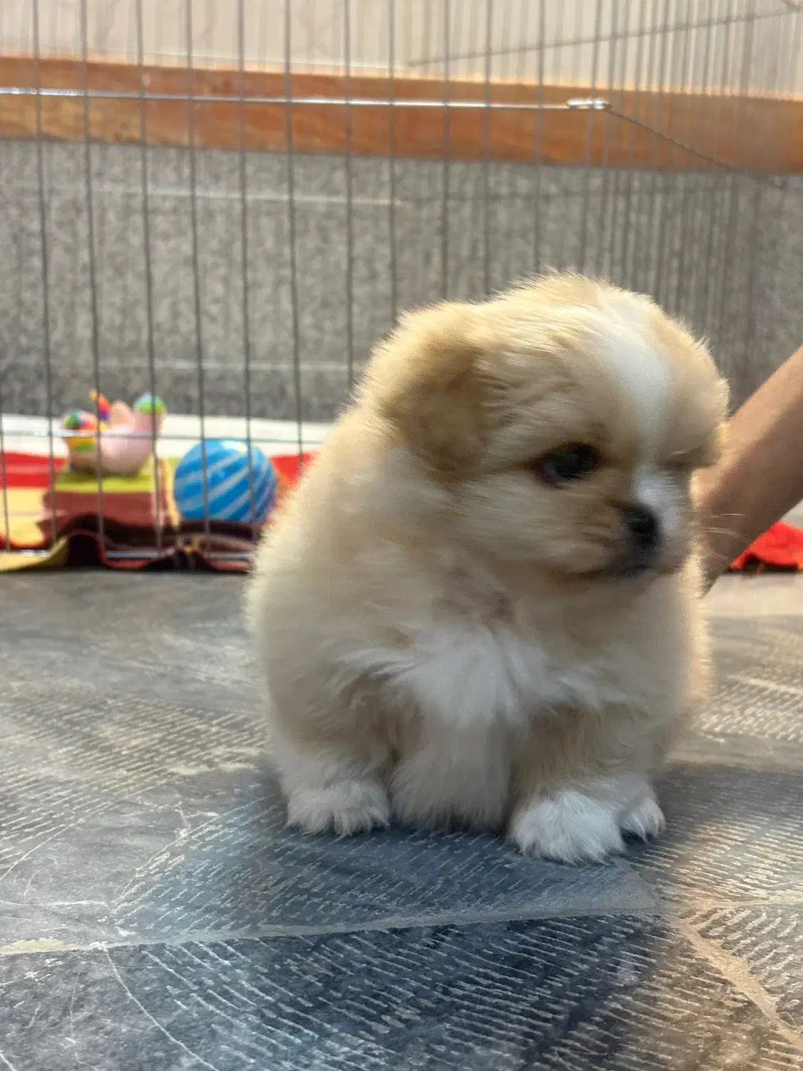 سگ کوچولو|سگ|اصفهان, شهید رجایی|دیوار