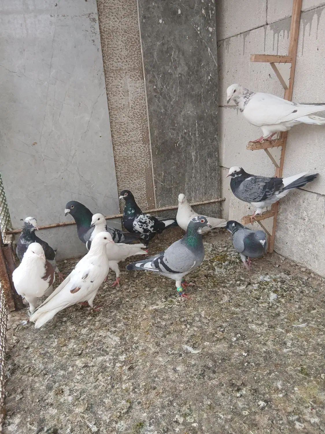 کفتر|پرنده|مشهد, کارمندان دوم|دیوار