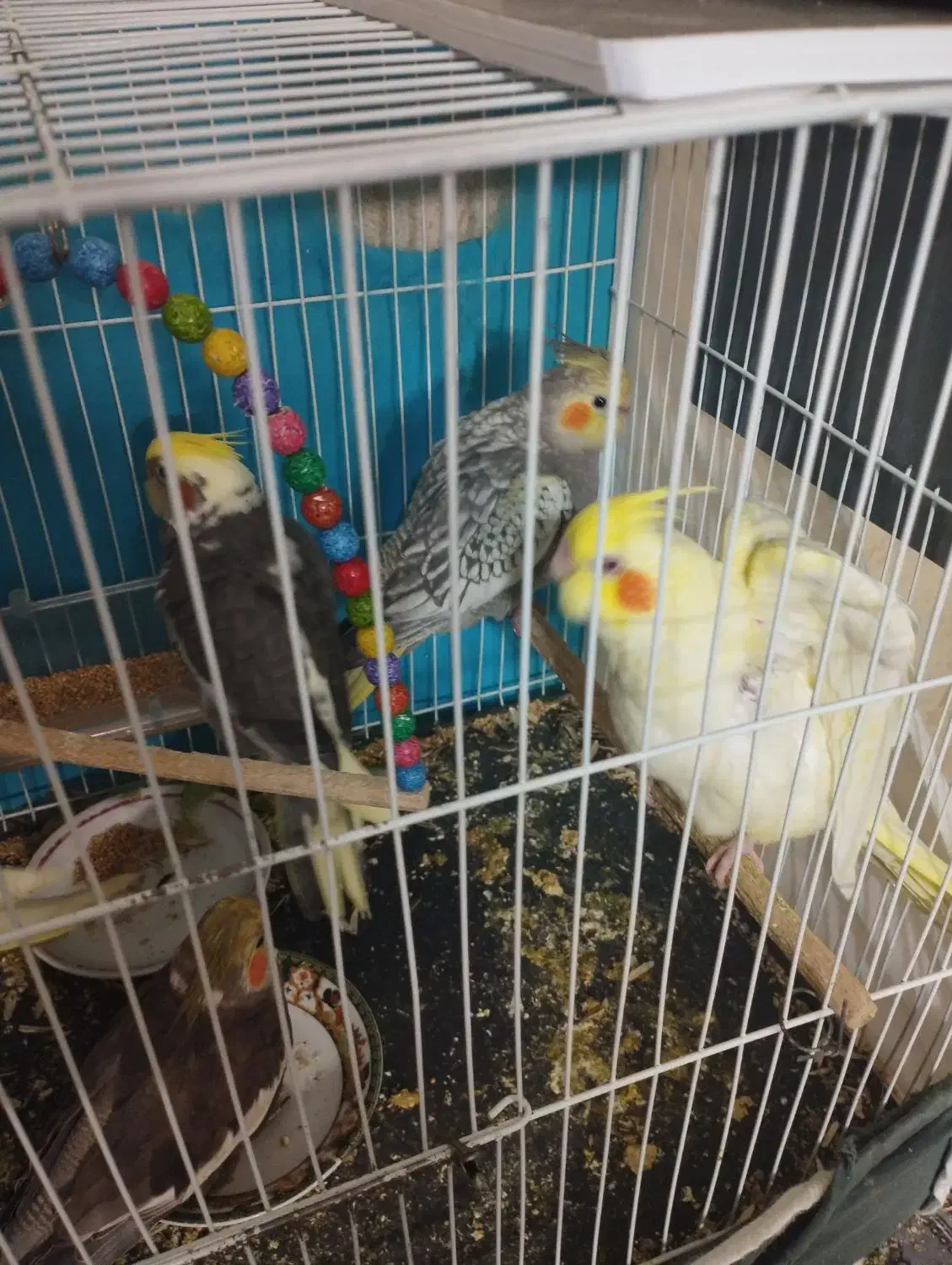 عروس هلندی|پرنده|شاندیز, |دیوار