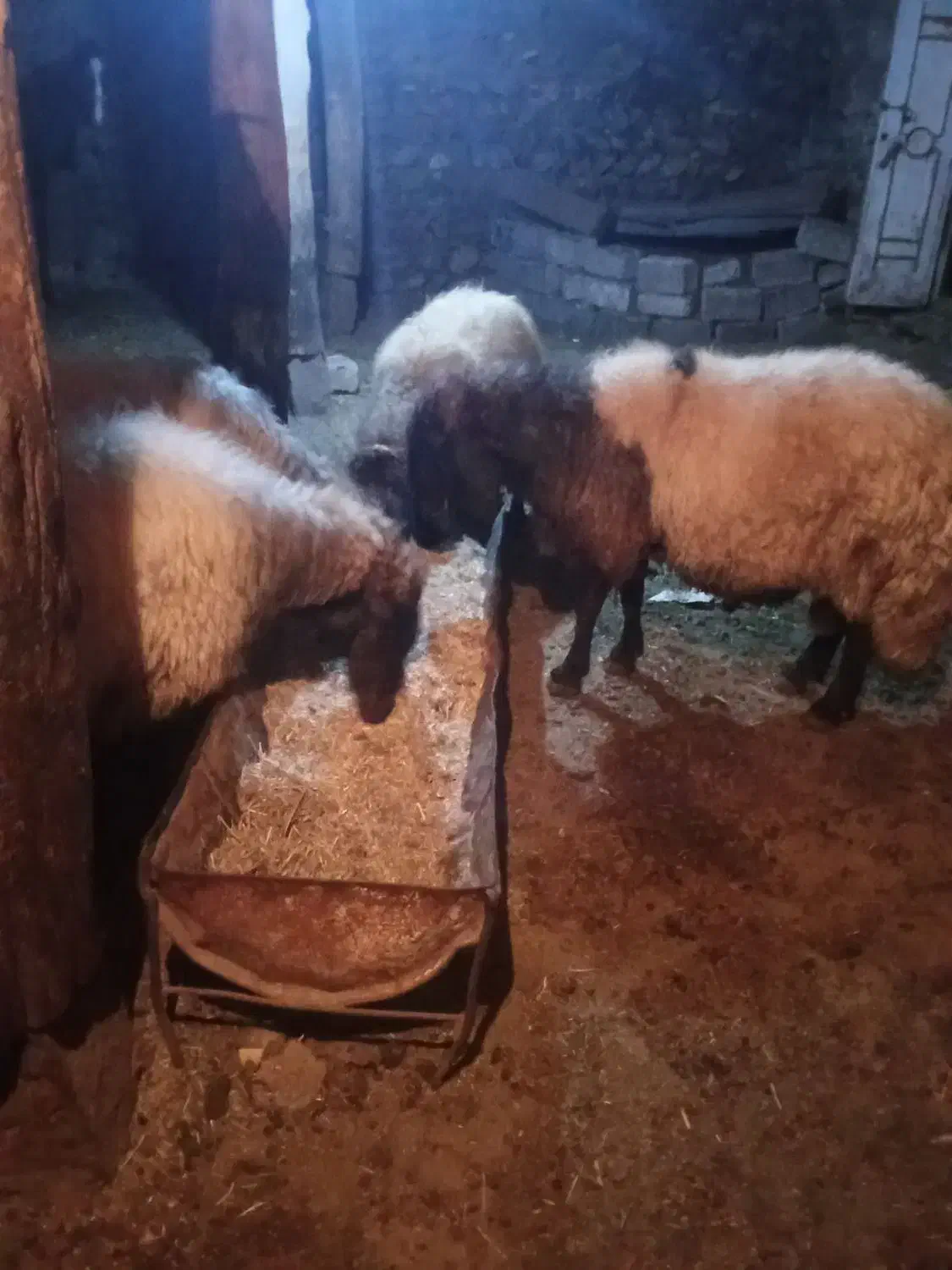 چهارراس قوچ قصابی وگوشتی|حیوانات مزرعه|سیلوانه, |دیوار