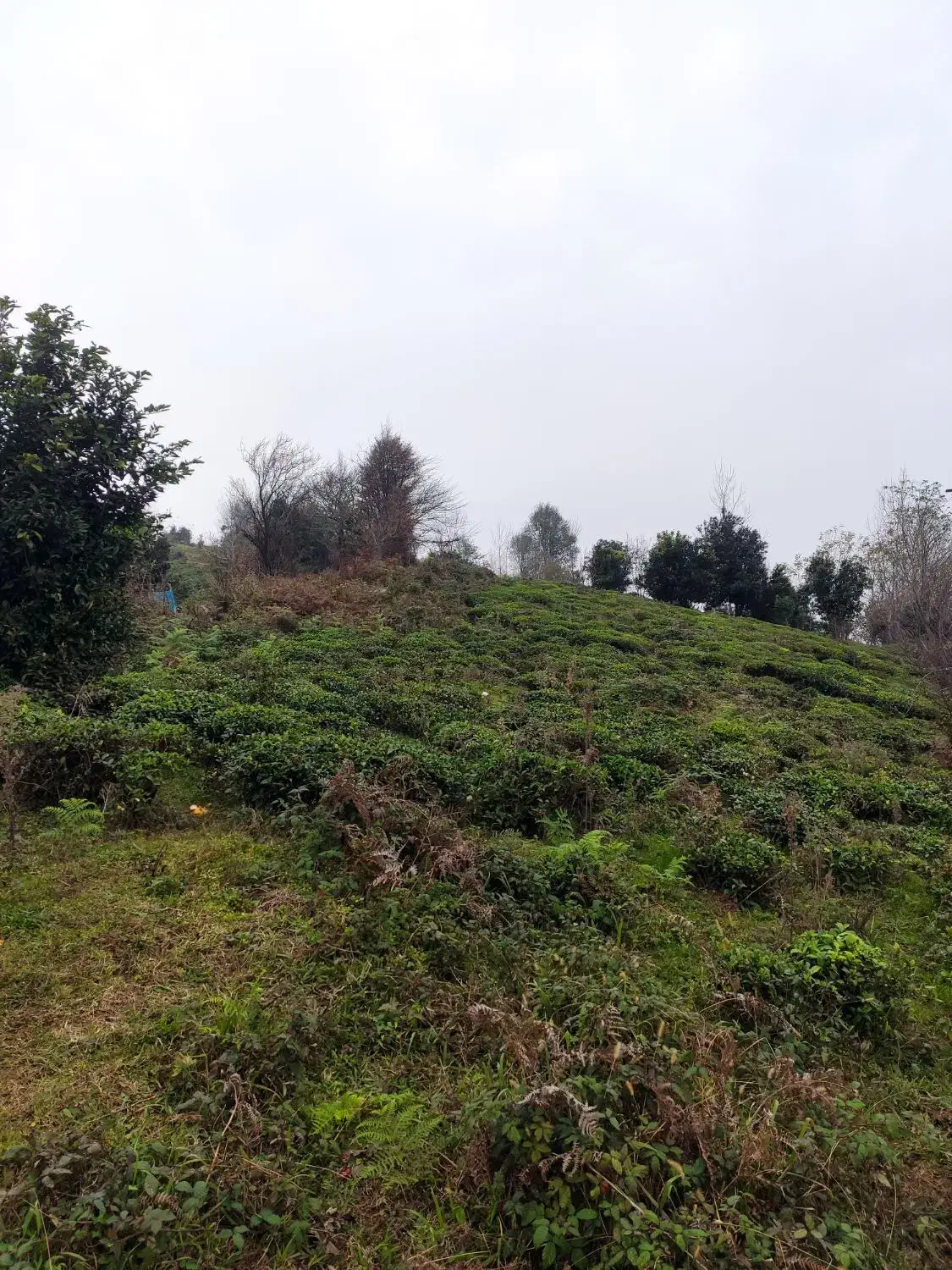 فروش باغ چای (منطقه املش)|فروش زمین و ملک کلنگی|املش, |دیوار