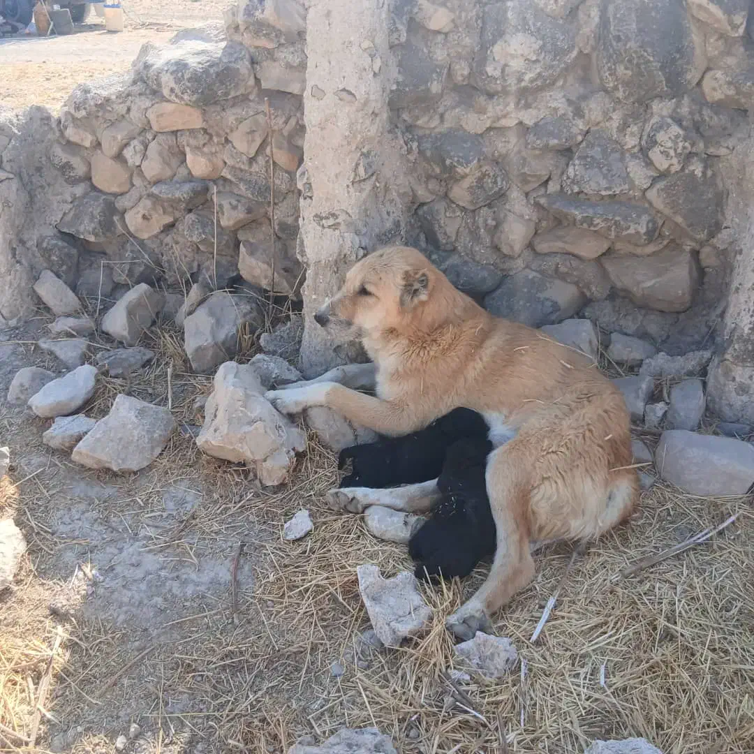 گمشده|حیوانات|کازرون, |دیوار