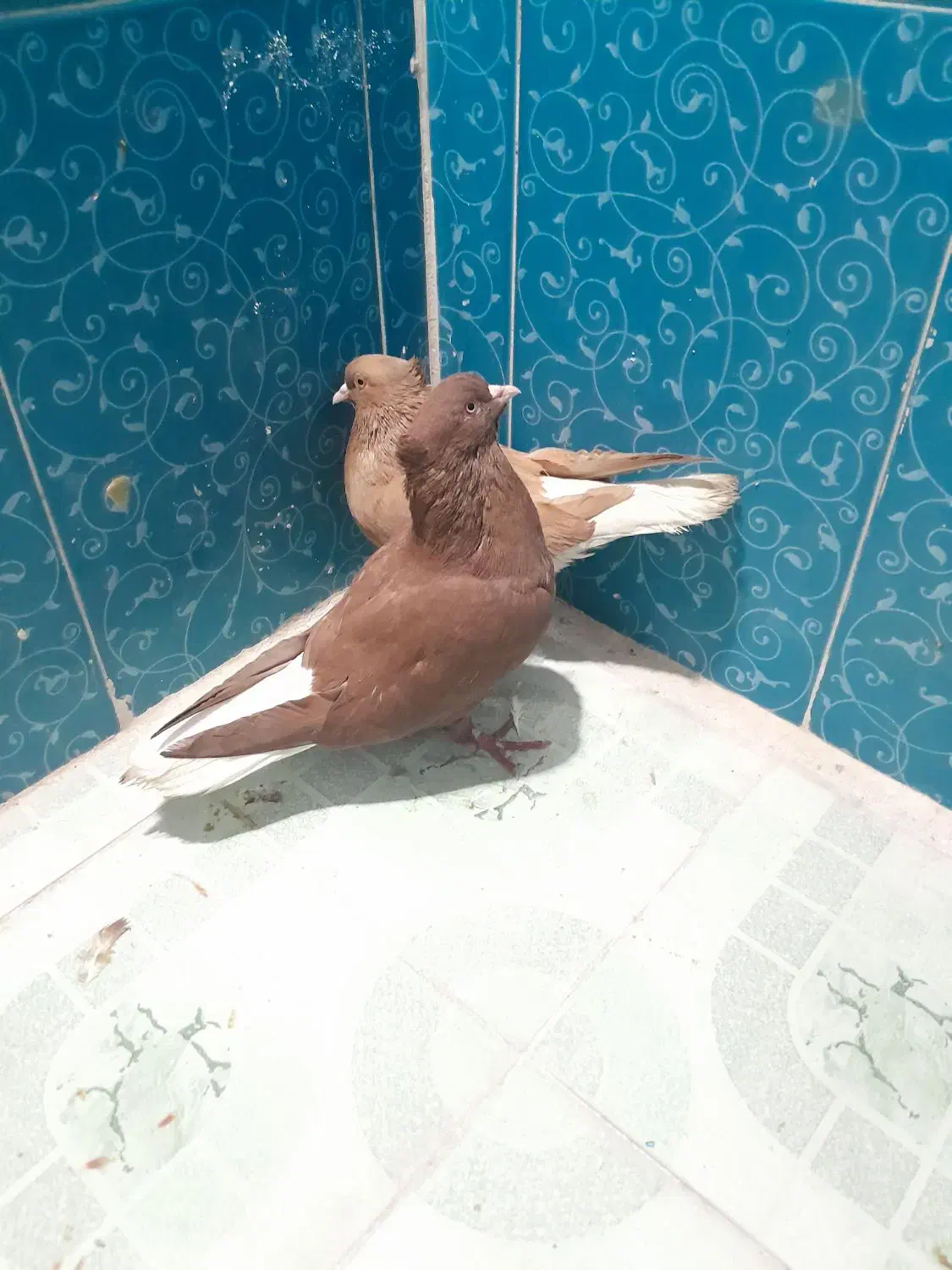 کبوتر پلاکی و دمبی|پرنده|دهدشت, |دیوار