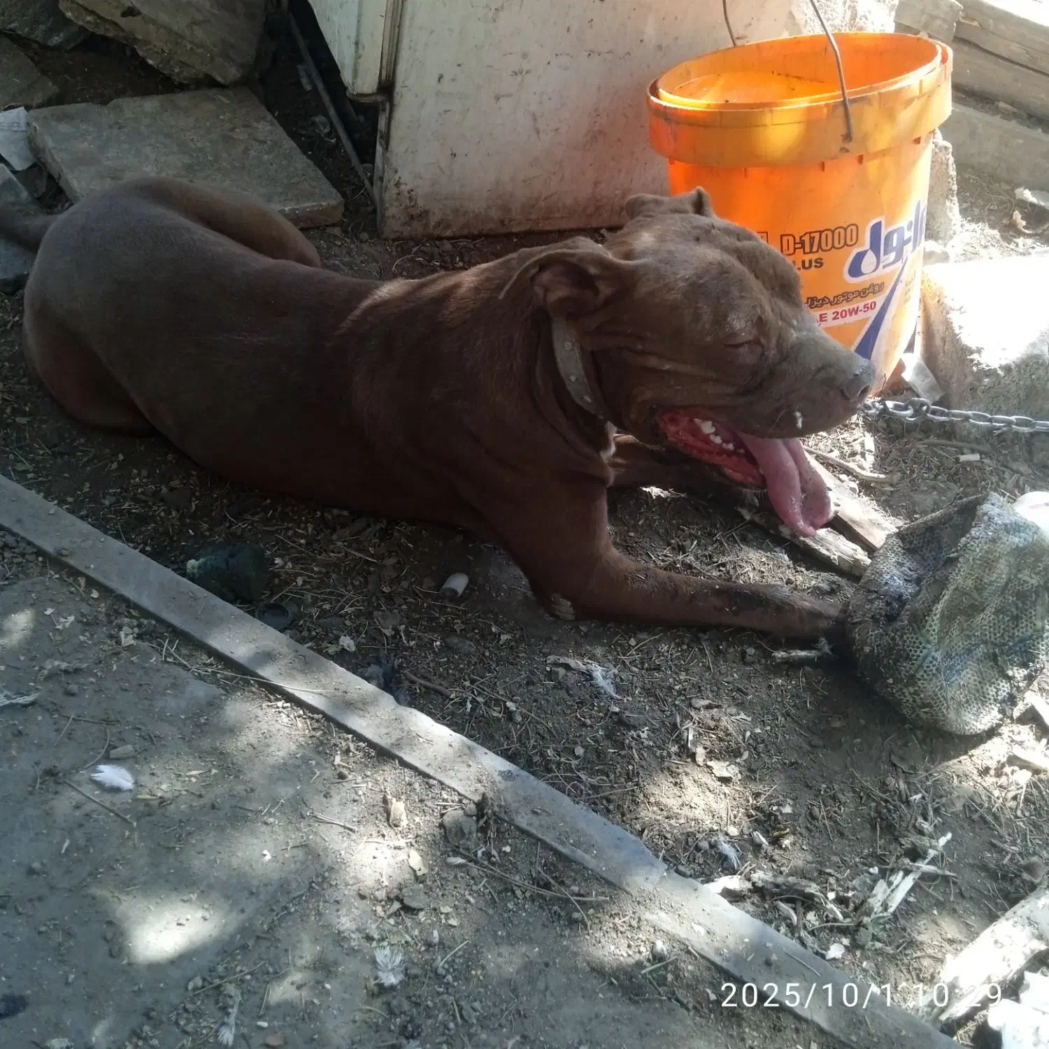 یک قلاده سگ پیت بول|سگ|اصفهان, شهرک صنعتی امیرکبیر (شاپور جدید)|دیوار